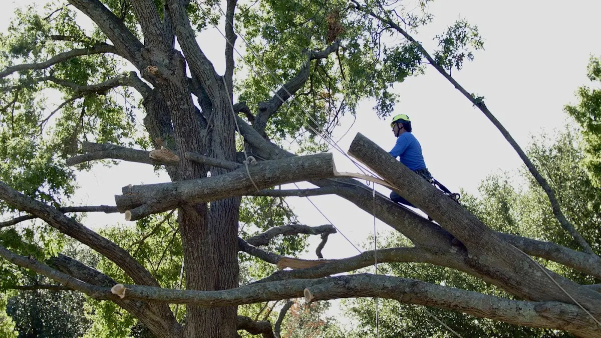 Professional Crown Thinning performed by certified arborists in Wiggins