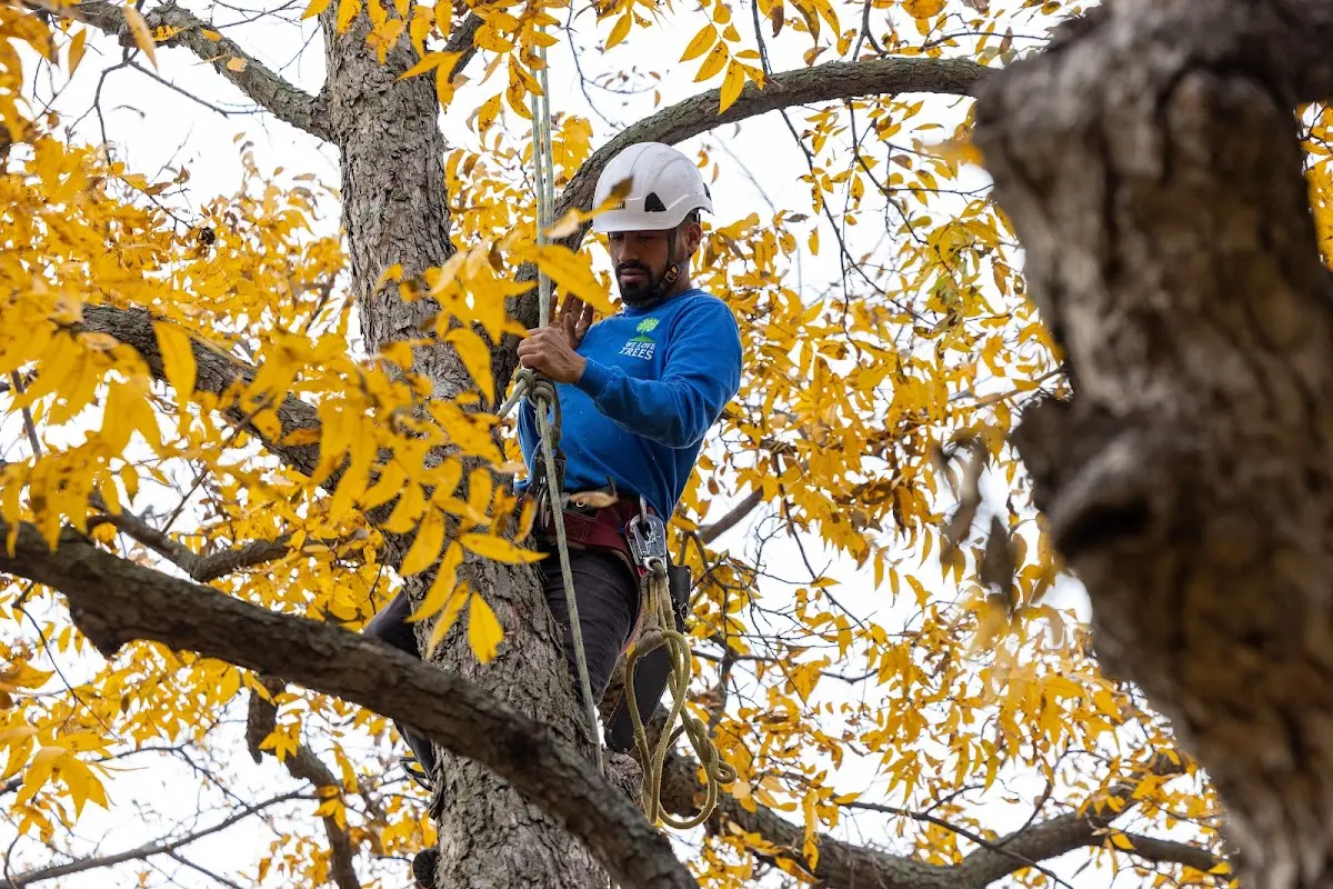 Skilled Tree Pruning crew working in Wiggins